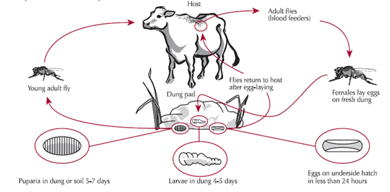 pelatihan ternak kambing